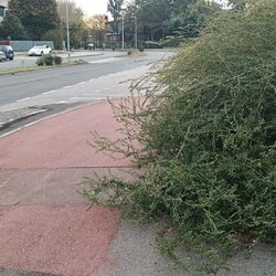 Viale Primo Maggio, la pista ciclo-pedonale invasa dalla vegetazione 