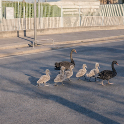 La famigliola a spasso per le vie fra Segrate e Milano 
