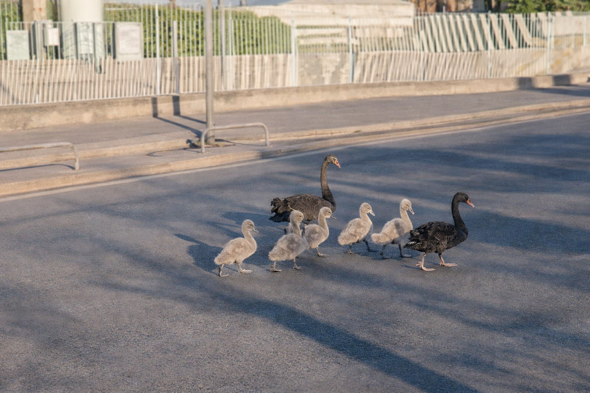La famigliola a spasso per le vie fra Segrate e Milano 
