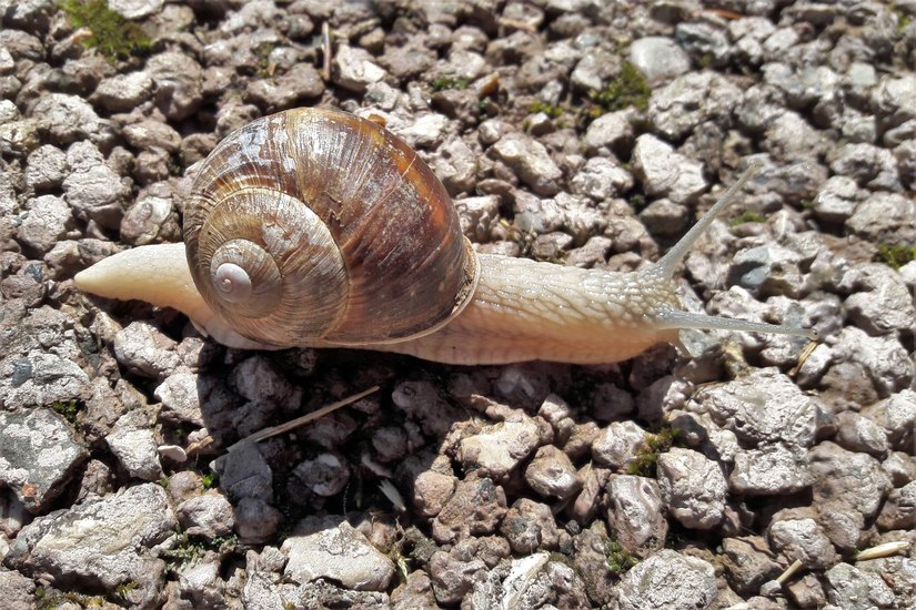 Foto di Walter Ferrari 
