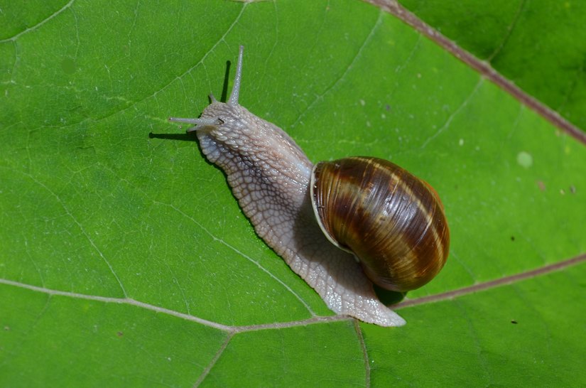 Foto di Walter Ferrari 