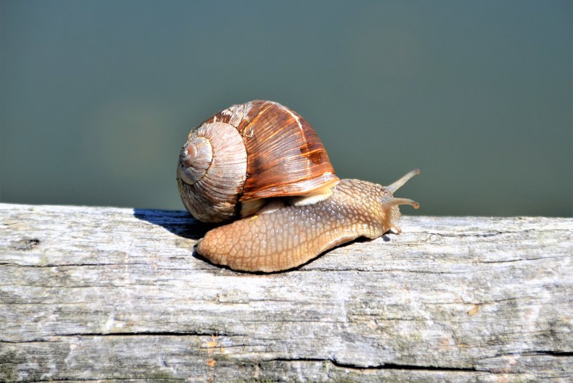 Foto di Walter Ferrari 