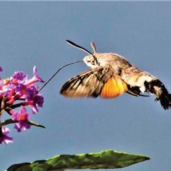Un esemplare di Sfinge Colibrì in volo 