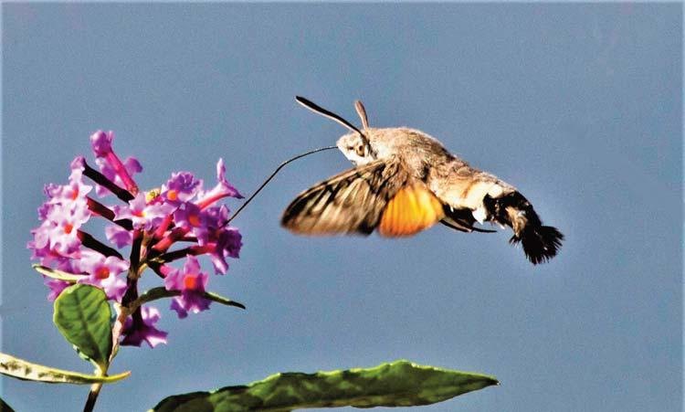Un esemplare di Sfinge Colibrì in volo 