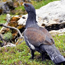 Un esemplare di Gallo Cedrone 