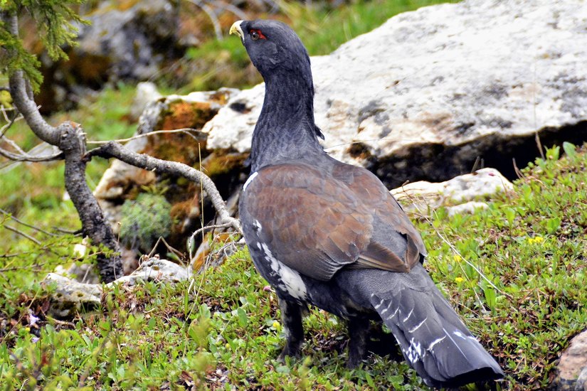 Un esemplare di Gallo Cedrone 