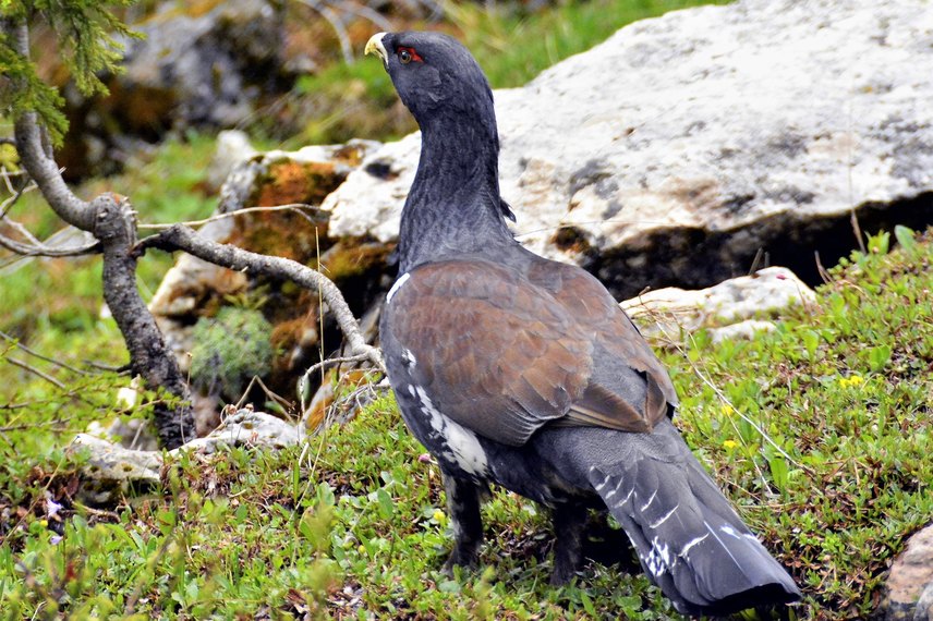 Un esemplare di Gallo Cedrone 
