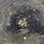 Fontanile Rile