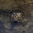 Fontanile Rile