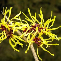 Amamelide gialla 