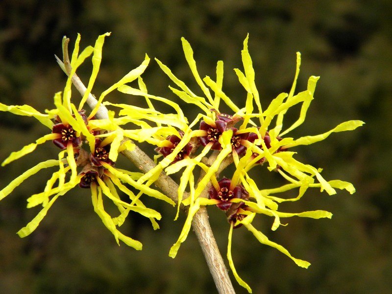 Amamelide gialla 