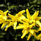 Forsizia
