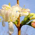 Lonicera Fragrantissima