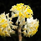 Edgevorzia
