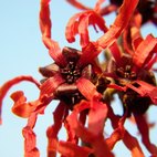 Amamelide Rossa