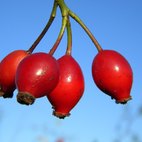 Rosa canina