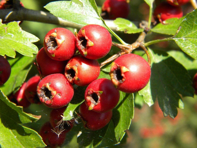 Biancospino 