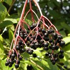 Sambuco nero