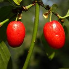 Corniolo