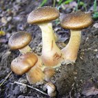 Funghi chiodini