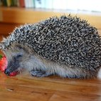 Il riccio che mangia la fragola