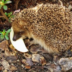 Il riccio che mangia una mela 