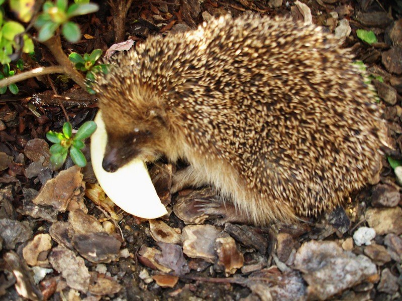 Il riccio che mangia una mela 