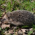 Il riccio