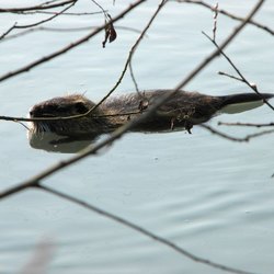 Una nutria in acqua 