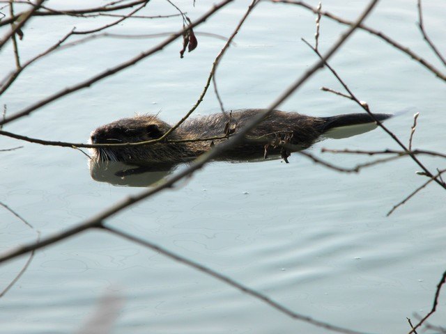 Una nutria in acqua 