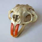 Cranio di nutria