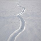 Tracce di nutria sulla neve