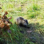 Nutria sul prato