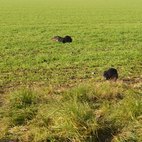 Nutrie nel prato