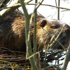 Nutria