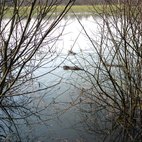 Nutrie in acqua