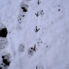 Orme di fagiano