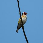 Cardellino