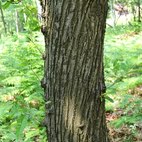 Scorza