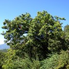 Il portamento