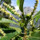 Fiori femminili e maschili