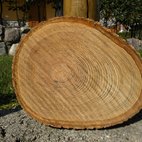 Sezione del tronco