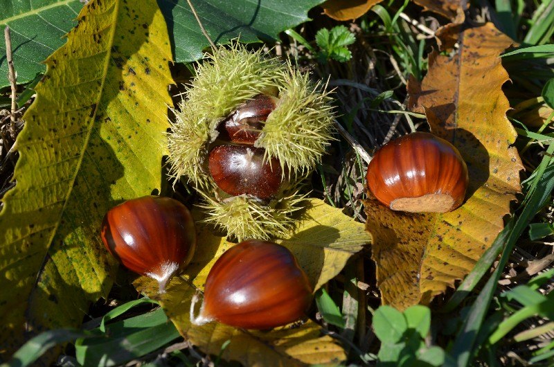 Frutti 