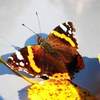 Vanessa Atalanta