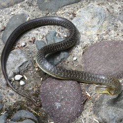 Un esemplare di Serpente Saettone 