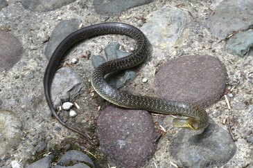 Un esemplare di Serpente Saettone 