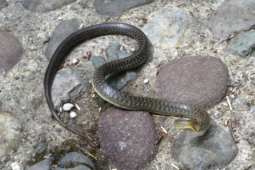 Un esemplare di Serpente Saettone 