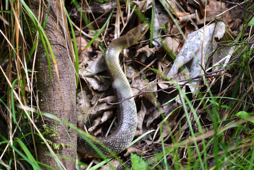 Un esemplare di Serpente Saettone 