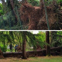 Piante cadute in via Europa lo scorso anno 