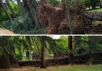 Piante cadute in via Europa lo scorso anno 